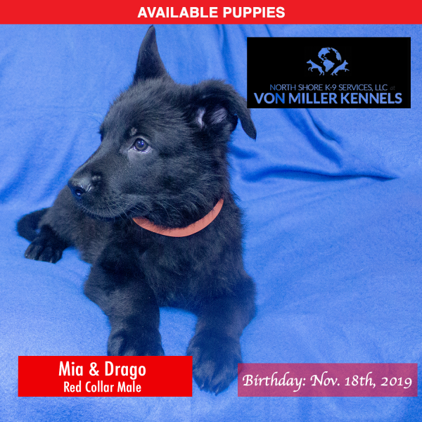 Von-Miller-Kennels_Puppies-German-Shepherds-11-18-2019-litter-Red-Male-4